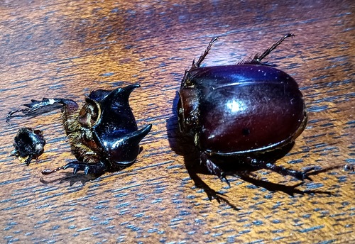 Smooth Ox Beetle