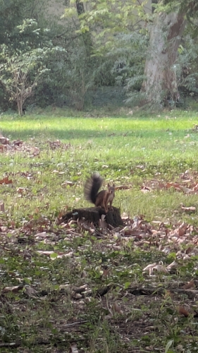 Eurasian Red Squirrel