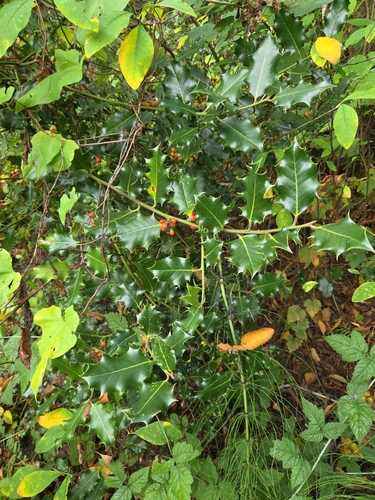 European holly