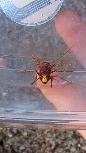 Oriental Hornet