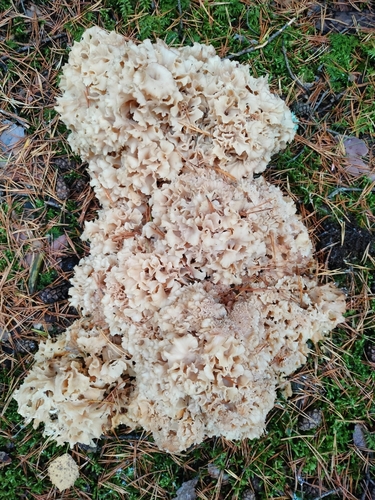 Cauliflower Fungus