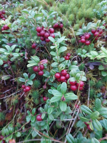 Lingonberry