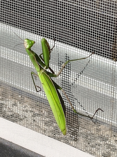 European Mantis