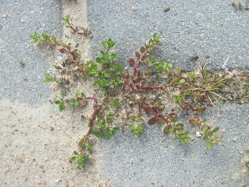 Polycarpon tetraphyllum, photograph 1