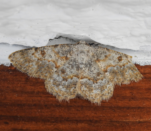 Charissa mucidaria