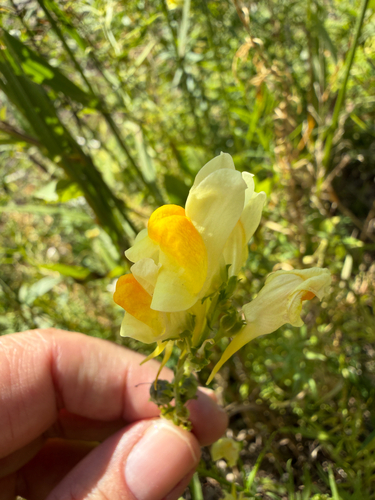 common toadflax