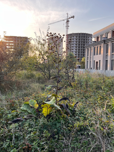 Elecampane