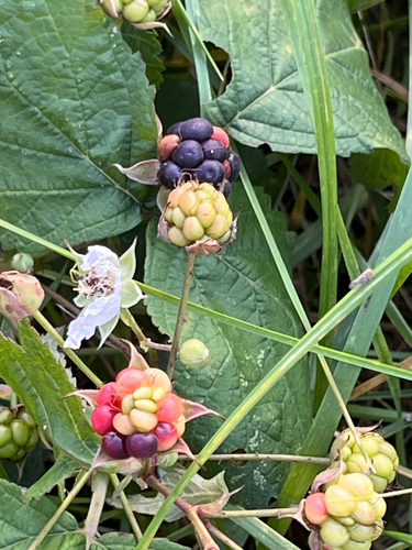 European dewberry
