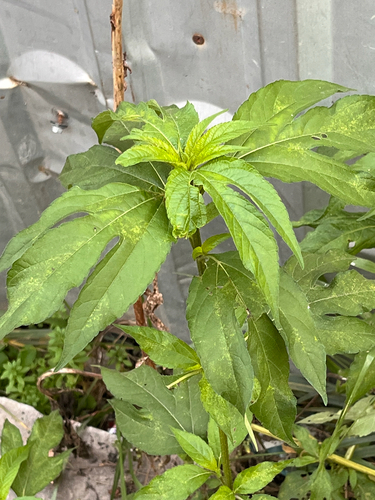 giant ragweed