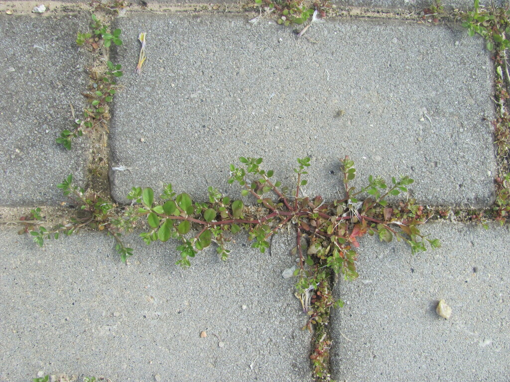 Polycarpon tetraphyllum; photograph (c) zebedeugalinha, some rights reserved (CC BY)