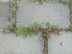 Polycarpon tetraphyllum