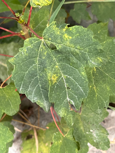 sycamore maple