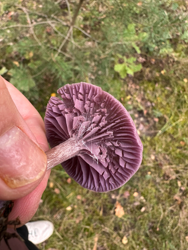 Amethyst Deceiver