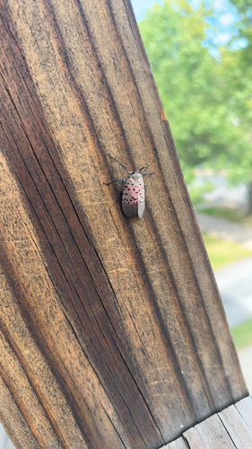 Spotted Lanternfly