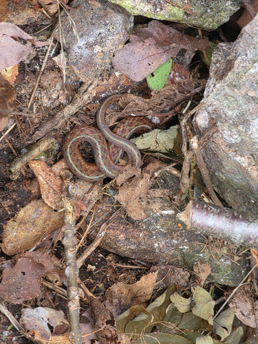 Common Garter Snake