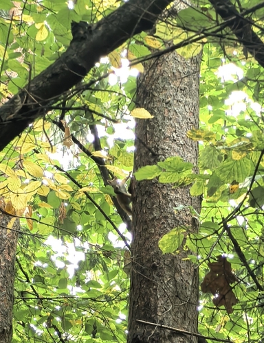 Eurasian Red Squirrel