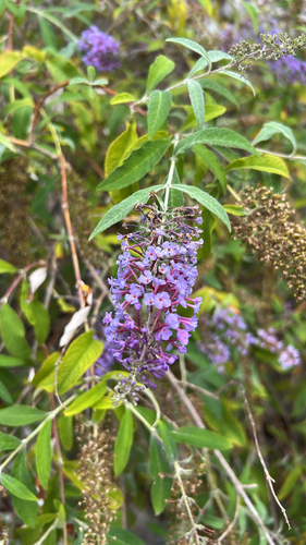 Butterfly bush