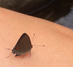 Electrostrymon angerona