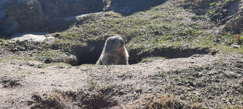 Alpine Marmot