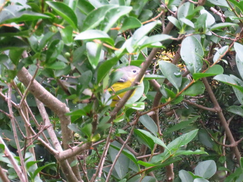 Magnolia Warbler