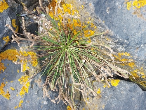 Plantago coronopus, photograph 5