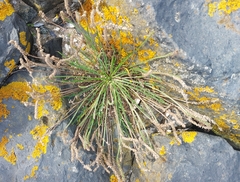 Plantago coronopus, photograph (c) Tristan Haab, some rights reserved (CC BY)