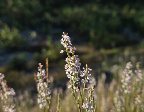 Coastal jointweed