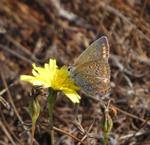 Common Blue