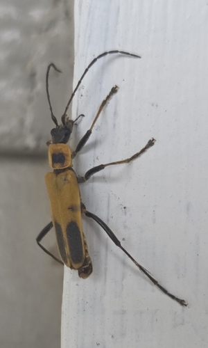 Goldenrod Soldier Beetle