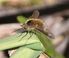 Bombylius fimbriatus