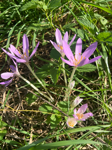 Autumn Crocus