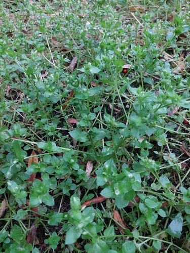common chickweed