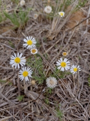 Felicia muricata