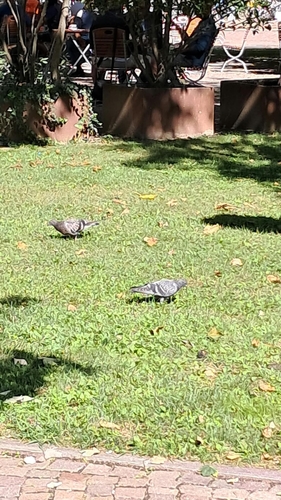 Feral Pigeon