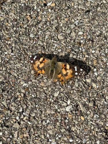 Painted Lady