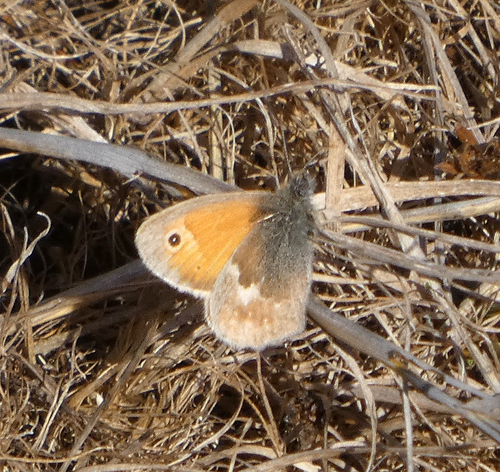 Small Heath