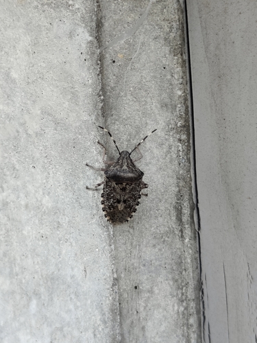 Mottled Stink Bug