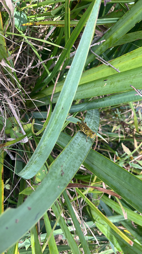 Differential Grasshopper