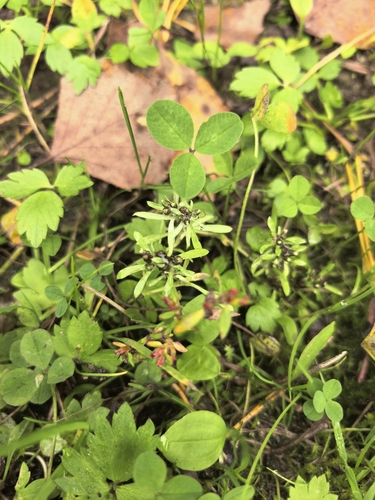 marsh cudweed