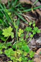 Ranunculus sessiliflorus