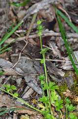 Ranunculus sessiliflorus