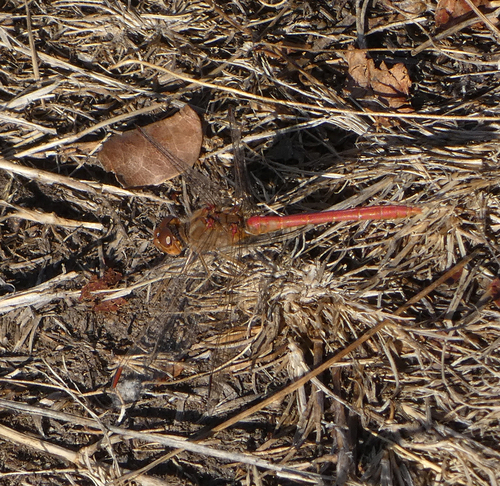 Southern Darter