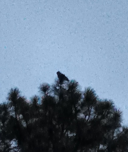 Great Horned Owl