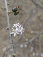 Ehretia rigida