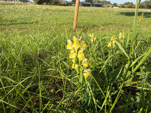 common toadflax