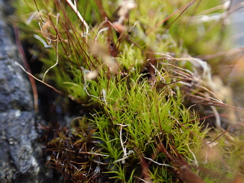 Distichium capillaceum observed 2026-08-22