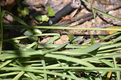 Bombylius fimbriatus