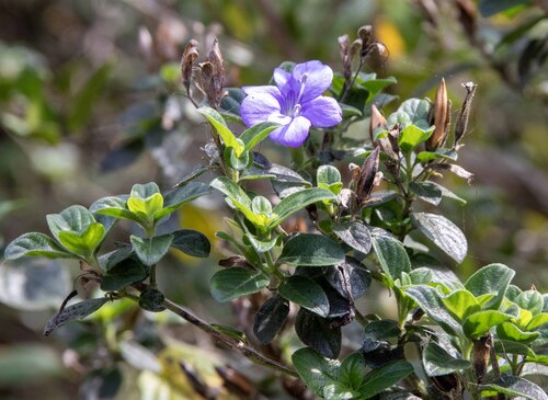 Barleria obtusa, 2026-08-21