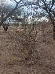 Ehretia rigida, photograph (c) Brian du Preez, some rights reserved (CC BY-SA)