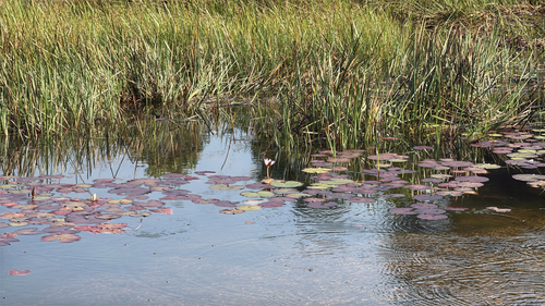 Day Waterlily